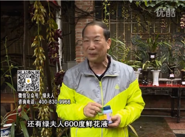 20160404珠江臺(tái)搖錢樹：養(yǎng)禾雀花等盆栽，用綠夫人營(yíng)養(yǎng)液養(yǎng)得好又增色