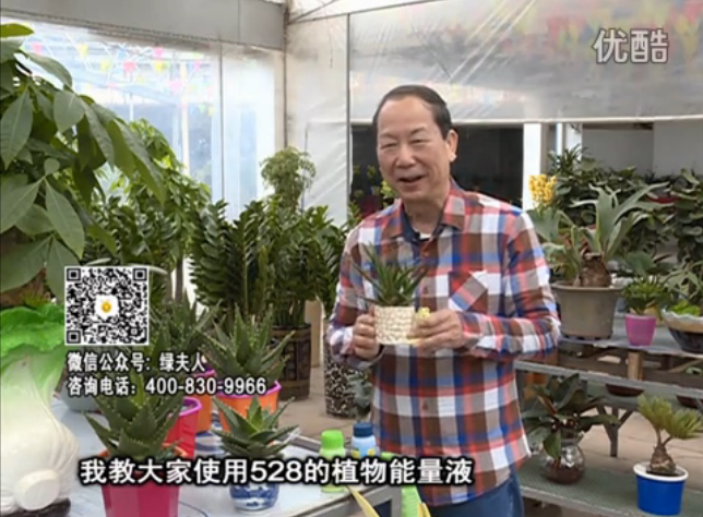20160425珠江臺(tái)搖錢樹：室內(nèi)綠植用綠夫人營(yíng)養(yǎng)液，補(bǔ)充營(yíng)養(yǎng)健康又環(huán)保