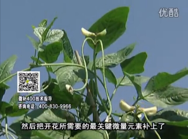 20160502珠江臺搖錢樹：雨水天多蔬菜香蕉長勢差沒產(chǎn)量？撒微補(bǔ)倍力促根壯長勢