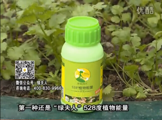20160502珠江臺(tái)搖錢樹：家庭小院種蔬菜，用綠夫人營(yíng)養(yǎng)液長(zhǎng)勢(shì)好