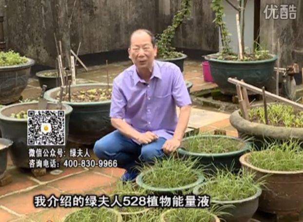 20160509珠江臺(tái)搖錢樹：天臺(tái)種葉菜用綠夫人營(yíng)養(yǎng)液，抗病好、長(zhǎng)勢(shì)綠