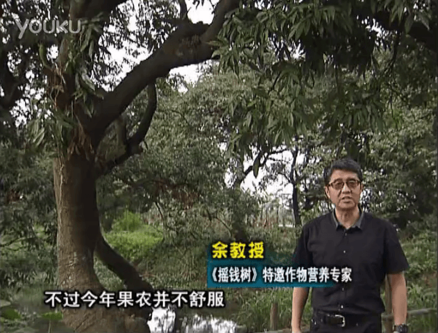20160523珠江臺(tái)搖錢(qián)樹(shù)：荔枝龍眼用微補(bǔ)方案，膨果好、果硬有品質(zhì)，保樹(shù)綠