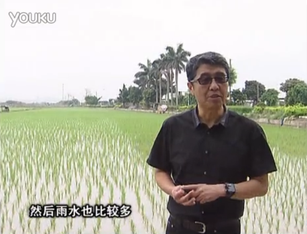 20160530珠江臺(tái)搖錢(qián)樹(shù)：水稻、甘蔗用微補(bǔ)方案，促根壯長(zhǎng)勢(shì)，提高收益