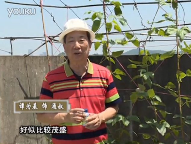 20160530珠江臺(tái)搖錢樹：天臺(tái)種豆角用綠夫人160度補(bǔ)鈣抗病液，長(zhǎng)勢(shì)壯，幫助開花坐果