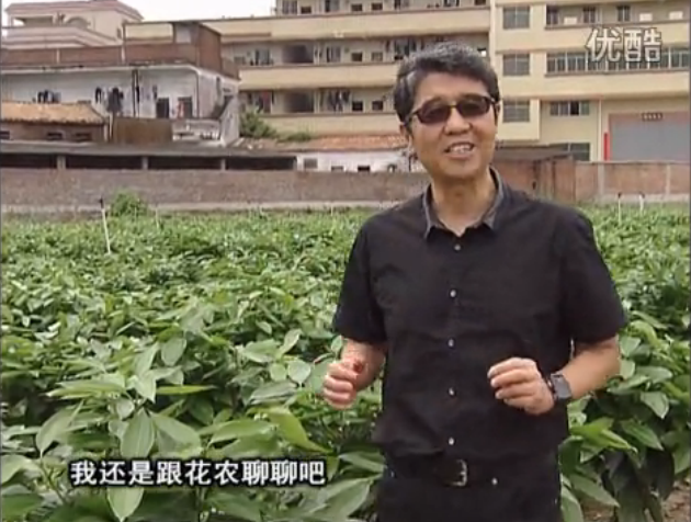 20160606珠江臺(tái)搖錢(qián)樹(shù)：觀葉植物用微補(bǔ)方案，壯根提長(zhǎng)、保葉抗病好！