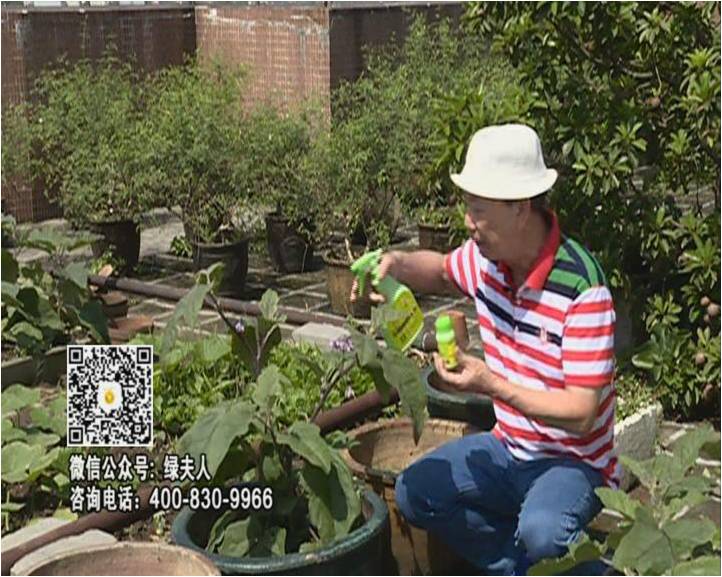 20160613珠江臺(tái)搖錢(qián)樹(shù)：天臺(tái)種茄瓜用綠夫人，長(zhǎng)勢(shì)靚，開(kāi)花結(jié)果好
