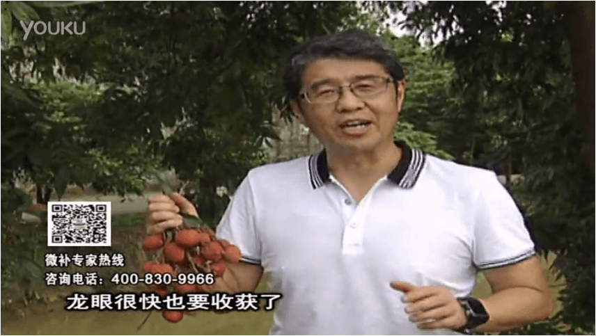 20160627珠江臺(tái)搖錢(qián)樹(shù)：荔枝轉(zhuǎn)色葉噴微補(bǔ)紅果力+蓋力，補(bǔ)充磷鉀鈣，著色增甜果硬