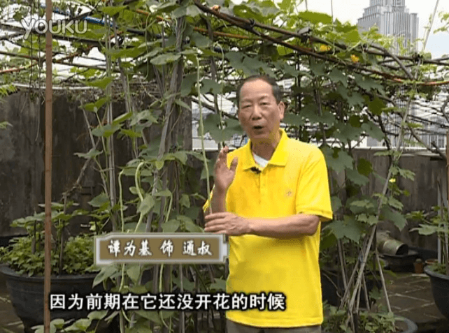 20160627珠江臺(tái)搖錢(qián)樹(shù)：天臺(tái)豆角用綠夫人528營(yíng)養(yǎng)液，開(kāi)花好結(jié)豆期長(zhǎng)
