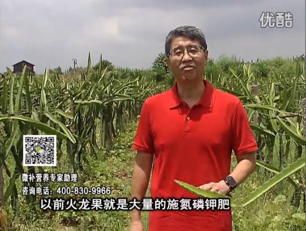 20160711珠江臺(tái)搖錢(qián)樹(shù)：火龍果用微補(bǔ)方案，開(kāi)花坐果好，果實(shí)膨大品質(zhì)高