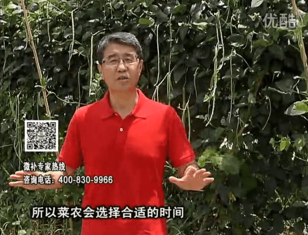 20160718珠江臺搖錢樹：瓜果蔬菜用微補(bǔ)水肥方案，結(jié)果多、有產(chǎn)量