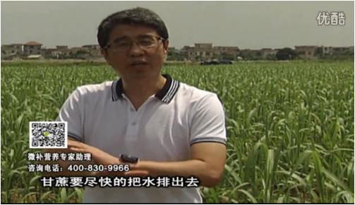 20160620珠江臺(tái)搖錢(qián)樹(shù)：甘蔗雨多漚根？淋微補(bǔ)根力鈣+精力、噴果力+壯力，促根壯長(zhǎng)、甘蔗起灰好