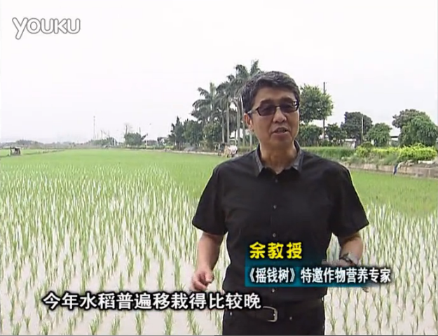 20160530珠江臺(tái)搖錢(qián)樹(shù)：水稻撒微補(bǔ)倍力、噴苗力，返青分蘗好，產(chǎn)量高