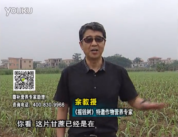 20160530珠江臺(tái)搖錢(qián)樹(shù)：甘蔗促根壯苗長(zhǎng)勢(shì)好，淋沖微補(bǔ)根力鈣+精力、撒倍力