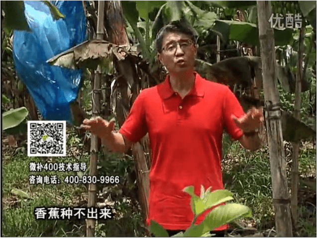 20160725珠江臺(tái)搖錢(qián)樹(shù)：香蕉用微補(bǔ)方案，調(diào)酸防黃化、膨果壯蕉好