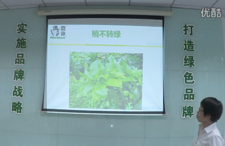 柑橘-預(yù)防秋梢黃、梢不出，如何放梢保樹好？微補(bǔ)講座