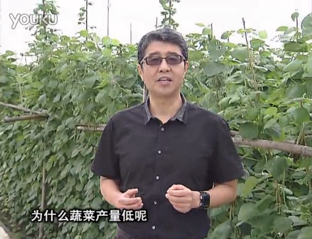 20160502珠江臺搖錢樹：雨水天多蔬菜漚根沒產(chǎn)怎么辦？撒微補(bǔ)倍力，噴花力+果力，提高坐果產(chǎn)量