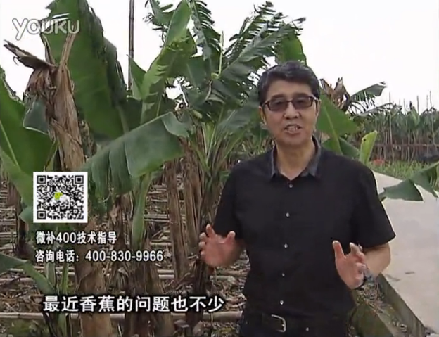 20160502珠江臺(tái)搖錢(qián)樹(shù)：香蕉撒微補(bǔ)倍力、噴果力+碧力，促根保葉、長(zhǎng)勢(shì)快