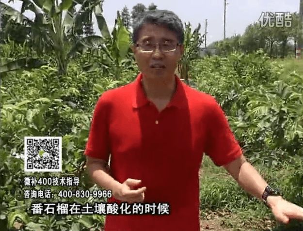 20160808珠江臺(tái)搖錢(qián)樹(shù)：番石榴用微補(bǔ)方案，保葉膨果、增產(chǎn)品質(zhì)高