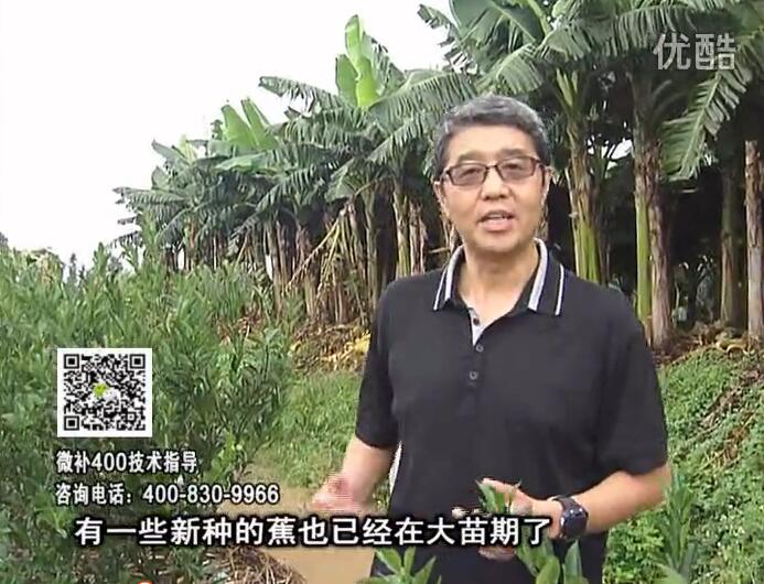 20160919珠江臺(tái)搖錢樹：香蕉淋微補(bǔ)根力鈣+沖力或撒倍力，噴果力+碧力，保葉膨蕉壯長