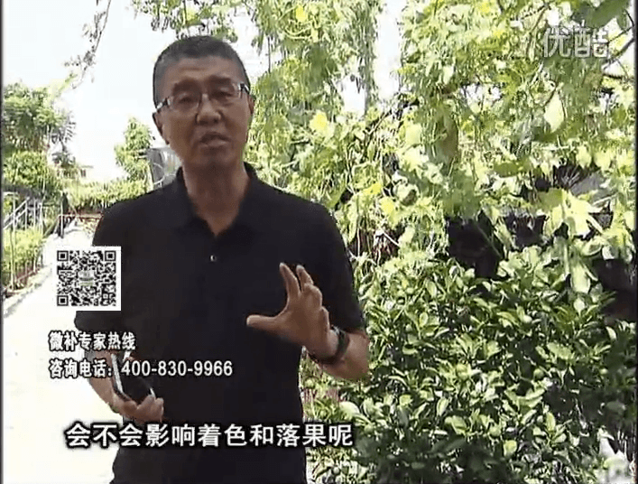 20161010珠江臺(tái)搖錢(qián)樹(shù)：柑橘葉噴微補(bǔ)花力+碧力，提前促花、減少梢葉黃