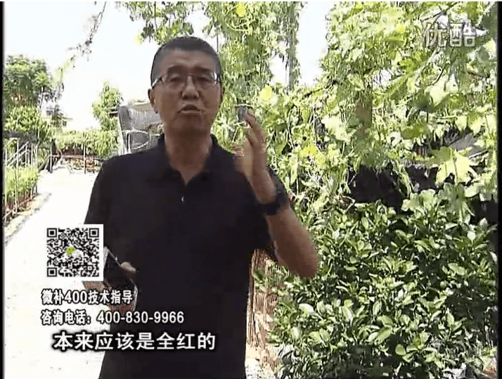 珠江臺(tái)搖錢(qián)樹(shù)：柑橘著色葉噴紅果力，著色均勻增甜增重