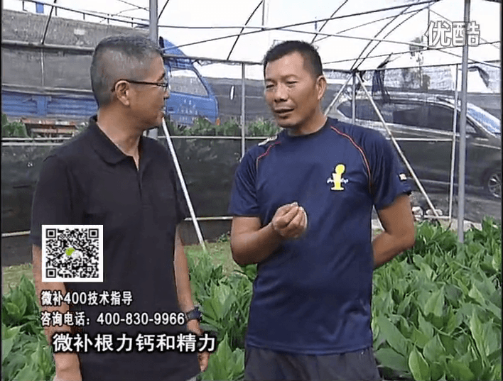 珠江臺(tái)搖錢(qián)樹(shù)：盆栽綠植澆施微補(bǔ)根力鈣+精力，促根多長(zhǎng)勢(shì)青綠