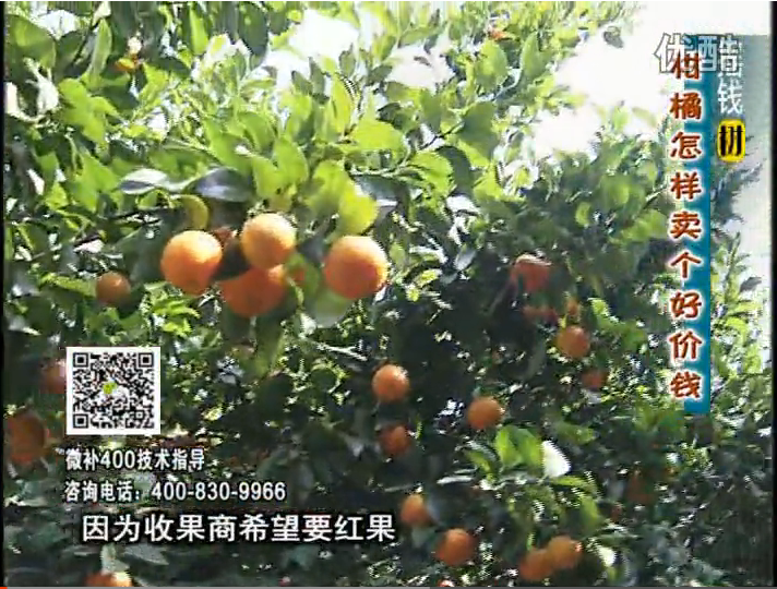 20161107珠江臺(tái)搖錢(qián)樹(shù)：柑橘?lài)娛┪⒀a(bǔ)紅果力、蓋力，增甜增重賣(mài)價(jià)高
