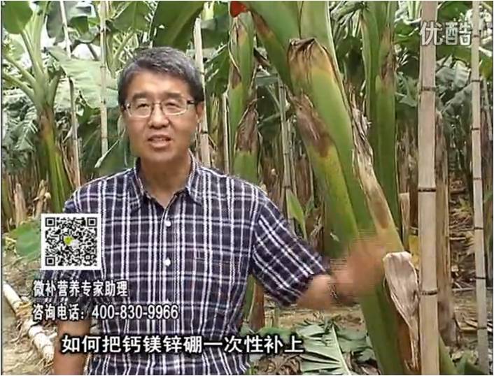 20161121珠江臺(tái)搖錢樹：香蕉撒施微補(bǔ)倍力，促根壯長、預(yù)防黃葉、提高產(chǎn)量
