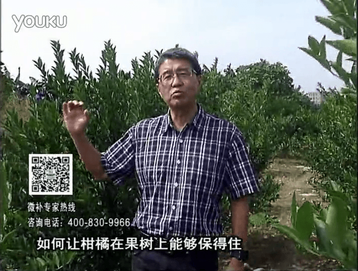 20161128珠江臺(tái)搖錢(qián)樹(shù)：柑橘?lài)娢⒀a(bǔ)蓋力、碧力，低溫抗凍，果掛得住，預(yù)防減少采前落果