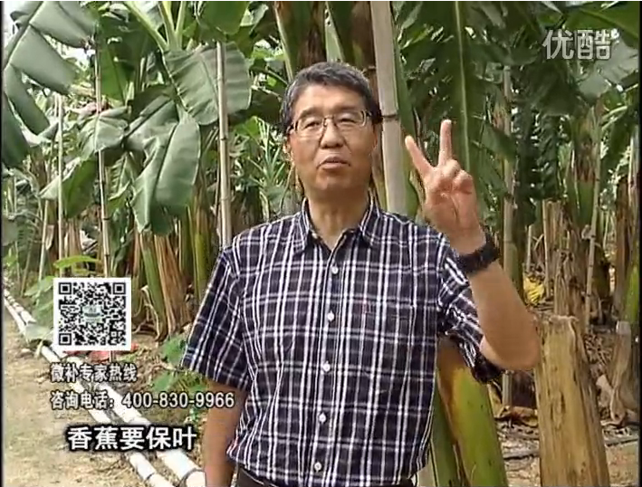 20161128珠江臺(tái)搖錢樹：香蕉用微補(bǔ)方案，預(yù)防減少黃葉、抽蕾膨蕉好