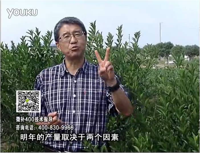 20161205珠江臺(tái)搖錢(qián)樹(shù)：柑橘?lài)娛┪⒀a(bǔ)花力+碧力、下因迪樂(lè)有機(jī)肥，促花恢復(fù)長(zhǎng)勢(shì)好