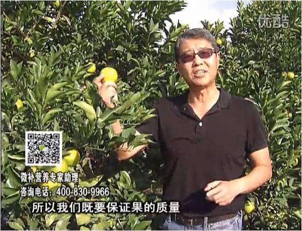 20161212珠江臺(tái)搖錢(qián)樹(shù)：紅江橙淋微補(bǔ)根力鈣+沖力，噴紅果力，樹(shù)勢(shì)壯，果品質(zhì)好