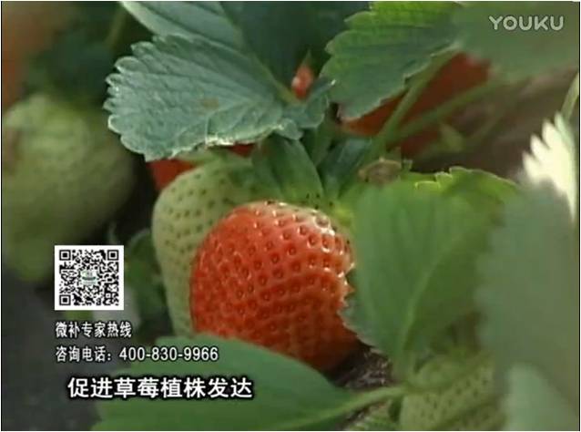 20161219珠江臺(tái)搖錢樹：草莓如何壯長(zhǎng)、果大品質(zhì)高？