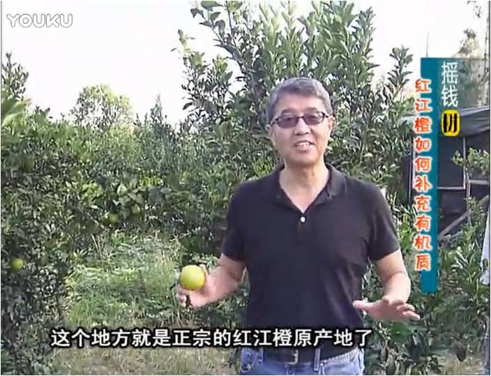 20161219珠江臺(tái)搖錢(qián)樹(shù)：紅江橙用微補(bǔ)方案，裂果少、樹(shù)勢(shì)好