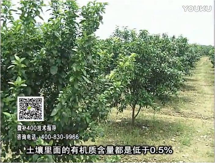 20161226珠江臺(tái)搖錢(qián)樹(shù)：柑橘?lài)娢⒀a(bǔ)蓋力防霜凍果、采后促花恢復(fù)樹(shù)勢(shì)撒微補(bǔ)倍力+有機(jī)肥