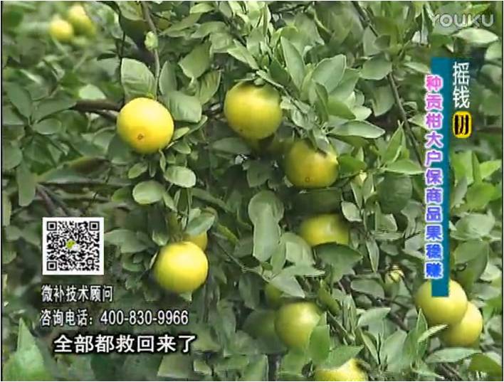 20170102珠江臺(tái)搖錢(qián)樹(shù)：柑橘?lài)娢⒀a(bǔ)蓋力防凍抗凍，采后冬肥下微補(bǔ)倍力+有機(jī)肥