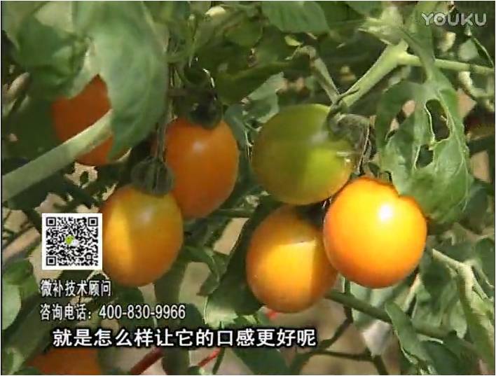 20170102珠江臺搖錢樹：番茄臍腐病、裂果、抗凍如何做？澆施微補(bǔ)根力鈣+精力，葉噴微補(bǔ)葉面肥