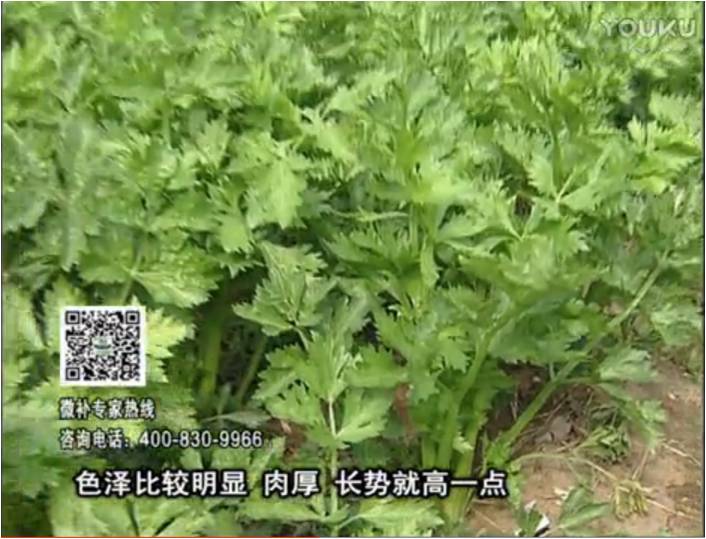 20170109珠江臺搖錢樹：葉菜如何種？長勢好又高產(chǎn)！