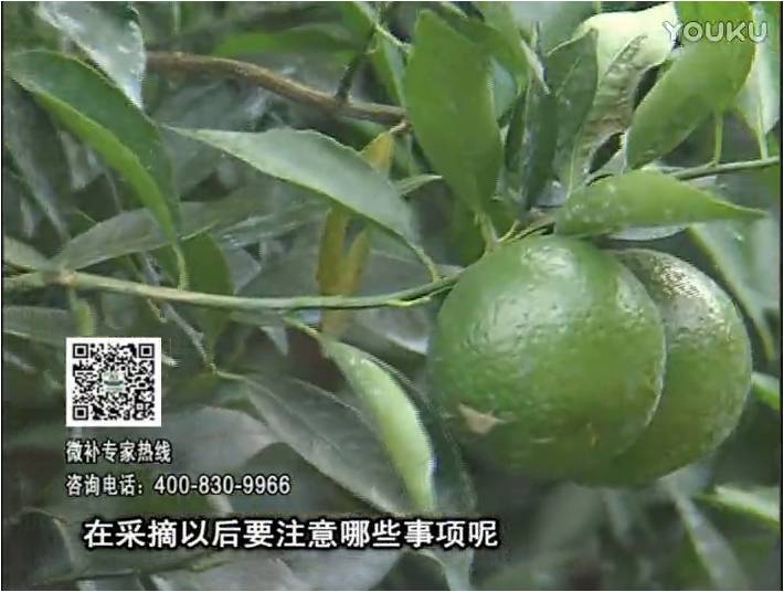 20170109珠江臺(tái)搖錢(qián)樹(shù)：新會(huì)柑用微補(bǔ)方案，保樹(shù)好，果品質(zhì)高，年年有收獲