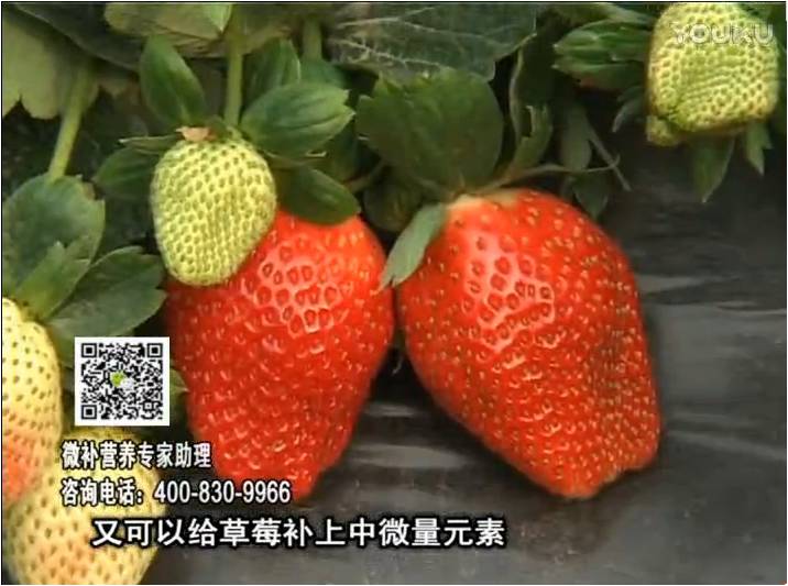 20170123珠江臺(tái)搖錢(qián)樹(shù)：草莓用微補(bǔ)方案，促根苗壯、開(kāi)花坐果好