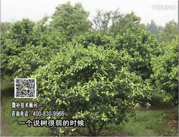 20170206珠江臺(tái)搖錢(qián)樹(shù)：柑橘用微補(bǔ)方案，壯樹(shù)促花壯花好