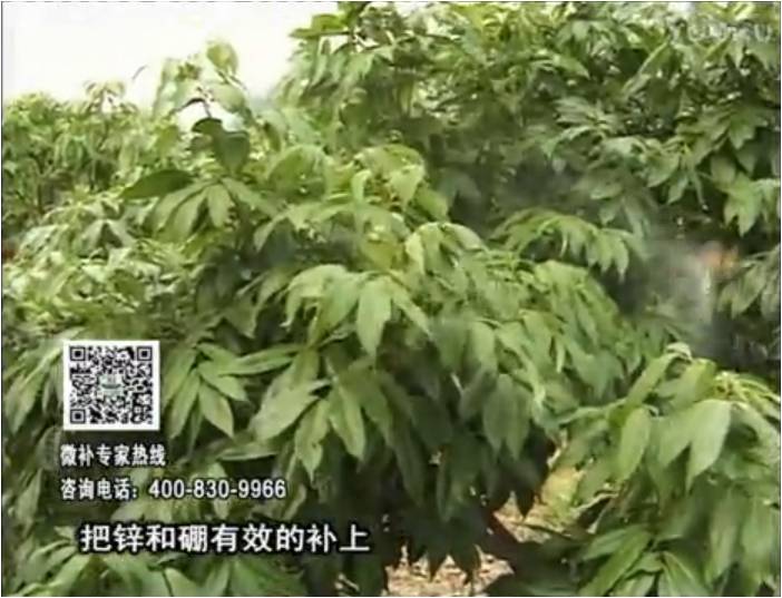 20170213珠江臺(tái)搖錢樹：荔枝噴施微補(bǔ)花力+硼力，補(bǔ)充鋅硼健壯來花