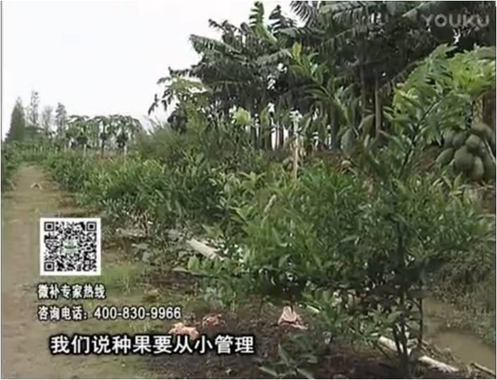 20170213珠江臺(tái)搖錢(qián)樹(shù)：柑橘小樹(shù)用微補(bǔ)方案，促根保樹(shù)好