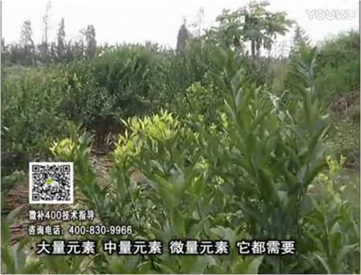珠江臺(tái)搖錢(qián)樹(shù)：柑橘?lài)娛┪⒀a(bǔ)花力+硼力，補(bǔ)充鋅硼健壯來(lái)花，利坐果