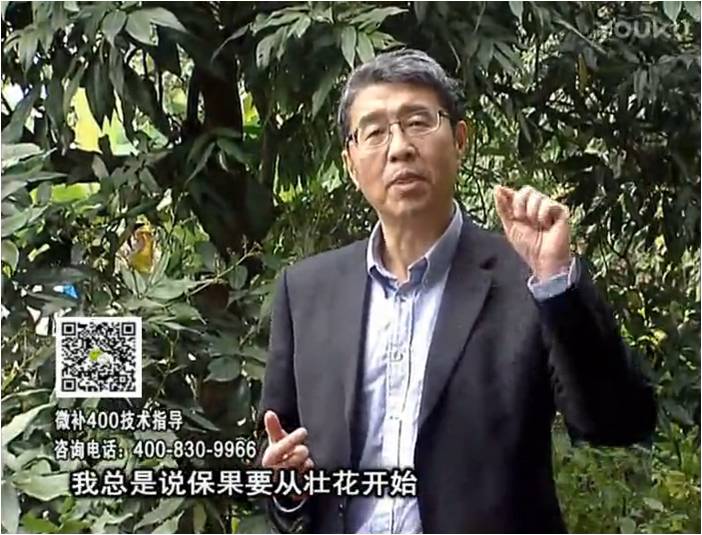 珠江臺(tái)搖錢樹：荔枝來花少更要做好壯花，提高坐果，葉噴微補(bǔ)花力+硼力，補(bǔ)鋅
