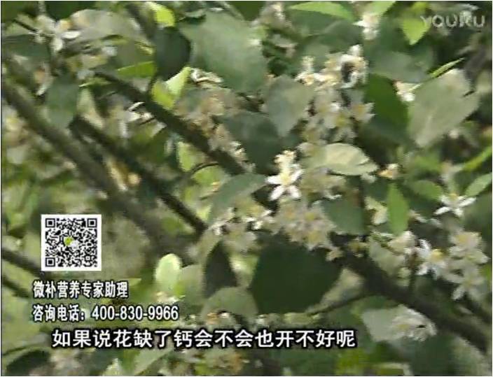 珠江臺(tái)搖錢(qián)樹(shù)：柑橘淋微補(bǔ)根力鈣+精力，促根壯春梢，花壯利坐果