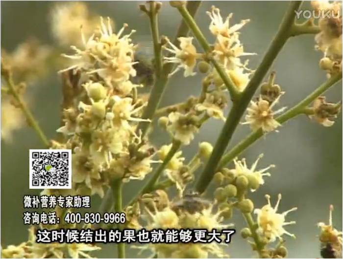 珠江臺(tái)搖錢樹：龍眼淋沖微補(bǔ)根力鈣+沖力鎂，促根保樹