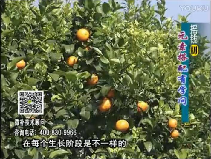 20170306珠江臺(tái)搖錢(qián)樹(shù)：柑橘淋沖微補(bǔ)方案，針對(duì)不同需求正確補(bǔ)充元素，平衡營(yíng)養(yǎng)健壯長(zhǎng)