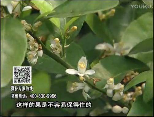 20170313珠江臺(tái)搖錢(qián)樹(shù)：柑橘淋沖微補(bǔ)根力鈣+精力，噴微補(bǔ)花力+硼力，來(lái)花健壯，預(yù)防減少弱花畸形花