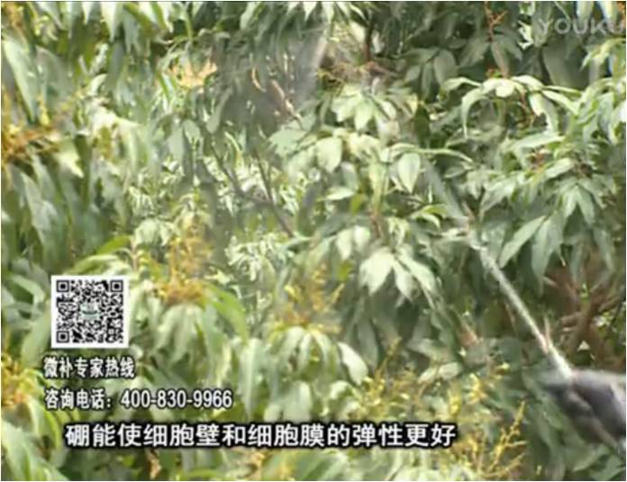 20170313珠江臺(tái)搖錢樹：荔枝噴微補(bǔ)果力+硼力，保果好